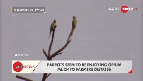 f鸚鵡鴉片癮1700