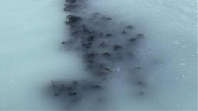 鲱魚,北海道小樽,射精,幸運　圖／翻攝自臉書