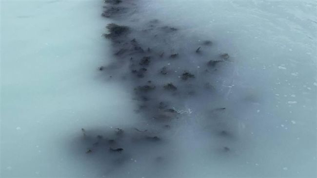 海邊驚現乳白海洋！竟是公鯡魚大爆射