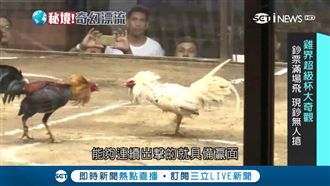 這國鬥雞超吸金！選手堪比運動大明星
