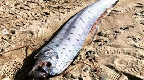 地震魚
https://www.facebook.com/cixalminuto/photos/a.1745705079001806/2249299558642353/?type=3&theater