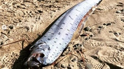 不祥前兆？漁民沖繩外海捕獲2地震魚