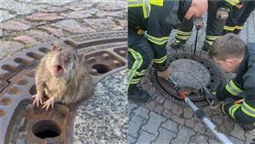  德國胖老鼠卡水溝蓋，民眾打電話要警消拯救牠。（圖／翻攝自Berufstierrettung Rhein Neckar臉書）