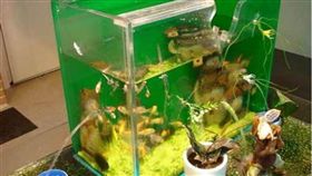 一名網友到海邊釣魚時，無意釣到了一條特殊的「龍蝦」，由於牠的外型十分獨特，男網友決定將龍蝦帶回家魚缸養。沒想到隔日一早，悲劇發生了，他魚缸裡的魚全死光，原來是被「龍蝦」擊碎魚缸，水全部都流光了。（圖／翻攝自每日頭條）