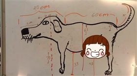 Buster,狗,丈量,胯下,專業,寵物,老公,外籍,　圖／翻攝自Buster是一隻狗 臉書