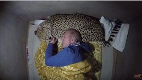  你能想像兇猛的獵豹居然也有溫馴的一面嗎？美國動物行為學家沃克（Dolph Volker）相當喜歡野生動物，有次為了更近距離的觀察牠們，沃克大喇喇的睡在戶外，沒想到半夜竟遭獵豹闖入，而這隻獵豹不但沒有攻擊他，反倒成了他的專屬「豹」枕，模樣相當可愛。（圖／翻攝自Dolph C. Volker YouTube）