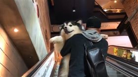 影／反差萌！巨型雪橇犬不敢上電梯　爸下一秒抱起超霸氣（圖／翻攝自Instagram@elvis.barksley）
