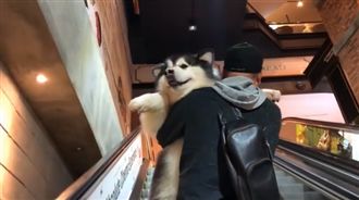 雪橇犬不敢搭電梯　爸下一秒超霸氣