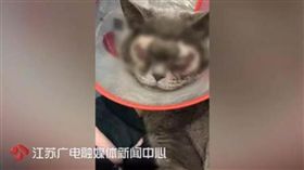 大陸飼主給貓割雙眼皮／江蘇新聞