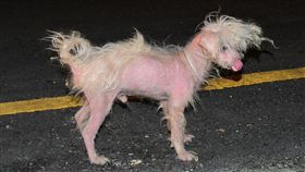 高雄,三民,抹布狗,台灣動物緊急救援小組（圖／翻攝畫面）