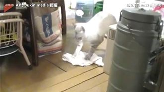 髒到受不了　喵星人：小弟有在做兼差