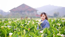 台北市產業局為替3月底登場的陽明山「竹子湖海芋季」暖身，與天母百貨業者合作，從今（28）日起至3月3日，在百貨公司內展出海芋地景花藝作品，並推出海芋季有獎徵答等活動。（圖／翻攝自天母新光三越）