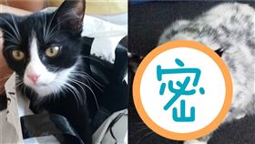 白斑症,貓,德國　圖／翻攝自艾莉IG