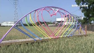 麥浪伴花田美翻！民眾：比過年熱鬧