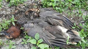 高屏溪,野鳥,黑面琵鷺,侯鳥,感染,暴斃。翻攝自南投縣野鳥學會臉書