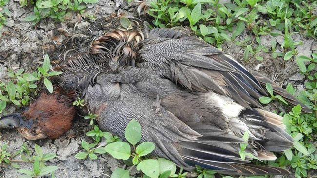 高屏溪野鳥疑染病　大量暴斃令人心驚