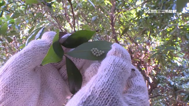 摘「荔枝椿象卵片」！母子猛賺24K