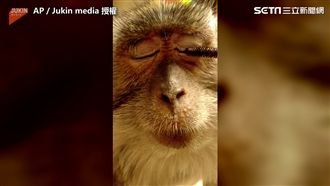 每天幫猴子化妝？　背後原因超暖心