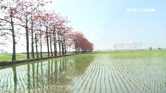 火紅木棉、雪白李花　拍照夯點吸人氣