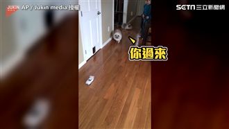 玩具小車玩不累　喵星人跟著趴趴走