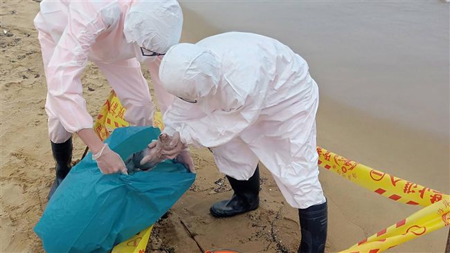 福隆沙灘驚見死豬！新北防疫帶回檢驗