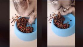 你有看過用手吃飯的貓咪嗎？日前就有網友在臉書社團《貓咪也瘋狂俱樂部》上傳一段抖音影片，影片中小貓咪正忙著吃飼料，但好像哪裡怪怪的？因為牠居然是用手在吃！一邊撈飼料、一邊舔肉球的模樣相當可愛，融化不少貓奴的心，更有網友調侃「難道是印度人轉世？」。（圖／翻攝自臉書貓咪也瘋狂俱樂部）
