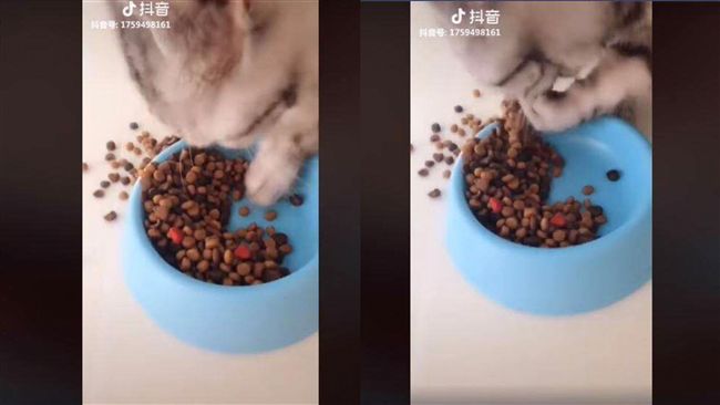 萌喵吃飯竟用「手」　網笑：印度轉世
