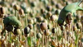 鸚鵡,印度,罌粟,鴉片,農民,上癮,毒品,收成,降雨,噪音　圖／翻攝自推特　https://goo.gl/adjVLy