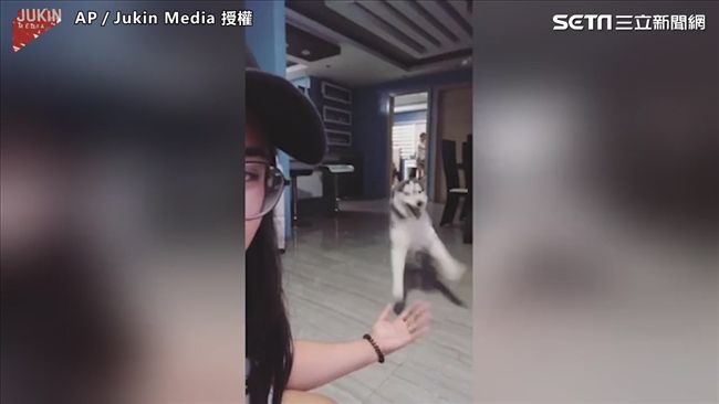 哈士奇蠢萌漫步　網友：純種二哈無誤