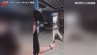 哈士奇蠢萌漫步　網友：純種二哈無誤