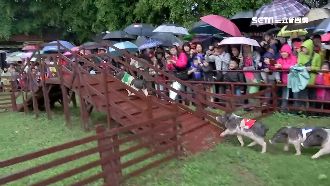 牧場玩整天動物陪夜宿　遊客大讚露營