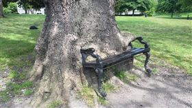 （圖／翻攝自推特）愛爾蘭,巨樹,吞,長椅,飢餓樹