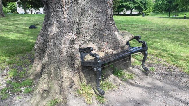公園老樹一口「吞」長椅！網友全驚呆