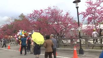 最美派出所櫻花開　業者嘆：人潮減半