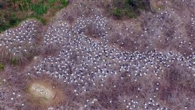 嘉義外來鳥類族群爆增　數量驚人埃及聖瞏鳥為歐盟百大入侵種之一，目前全台至少有1萬隻，嘉義縣就有3、4000隻，東石地區發現龐大的繁殖巢區，密密麻麻，景象驚人。（陳建樺提供）中央社記者黃國芳傳真　108年3月3日