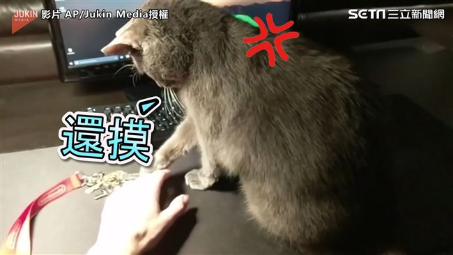 討拍貓佔有慾超強　奴才只准摸我！