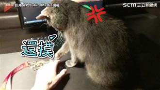 討拍貓佔有慾超強　奴才只准摸我！