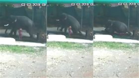 印度,戈德亞姆,大象,坐死,斃命（圖／翻攝自Liveleak）