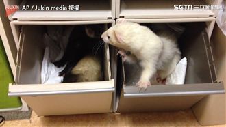 雪貂玩回收桶　「被消失」原因太爆笑