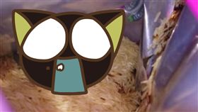 米,印度香米,老鼠,壓縮,血,新加坡,超市,米缸,食安　圖／翻攝自馬來西亞聯合晚報