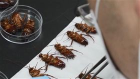 蟑螂,小強,強化,德國,美洲,環境,抗藥性,檢測（圖／翻攝自Pxhere）