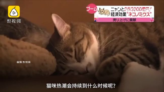 日本推貓咪陪睡　創出6500億商機