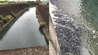 霧峰排水溝飄藍綠噁水…魚群翻肚暴斃
