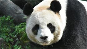 圓圓發情達高峰　拚生小貓熊進行人工授精台北市立動物園大貓熊「圓圓」最近進入發情期，2日達高峰，園方把握最佳繁殖時機，替「圓圓」進行人工授精。（台北市動物園提供）中央社記者梁珮綺傳真　108年3月4日