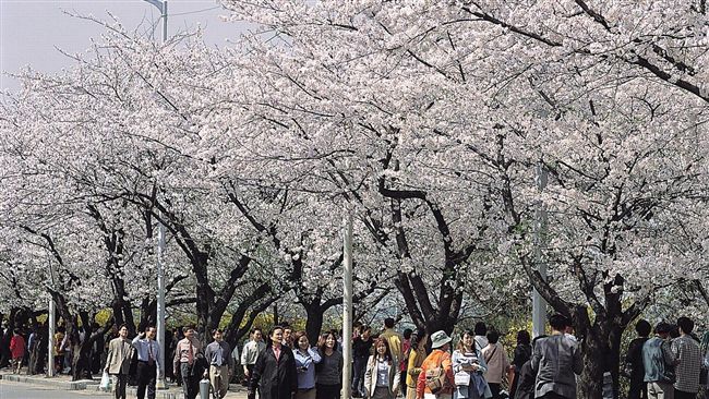韓國獻櫻情　首爾賞花玩樂園逛街趣