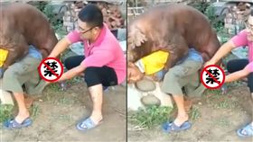 豬,取精,中國,硬上 圖／翻攝自推特