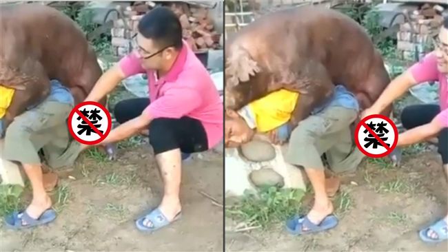 猛豬強上小鮮肉！男為救友忙取精