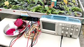 火龍果製太陽能電池　嘉大研究登國際期刊（2）嘉義大學電機工程系師生歷時2年，研究利用火龍果製作太陽能電池，實驗發現，以火龍果的染劑塗在導電玻璃片上，可達到最顯著的電極電壓，透過晶片轉換即可形成具高靈敏度火龍果染料敏化太陽能電池，成果更獲國際期刊刊載。（嘉義大學提供）中央社記者黃國芳傳真  108年3月4日