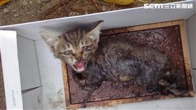 新北市動物保護防疫處,虎斑色,小貓,黏鼠板,新店動物之家,動保處,毛寶貝醫療中心