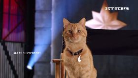 文 驚奇隊長喵1600